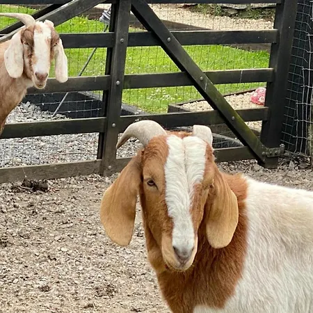 Traditional Old Style Coolvally