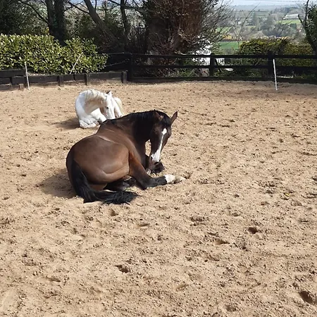 Traditional Old Style *