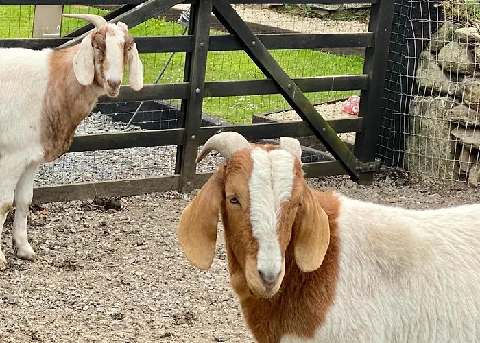 Traditional Old Style Coolvally