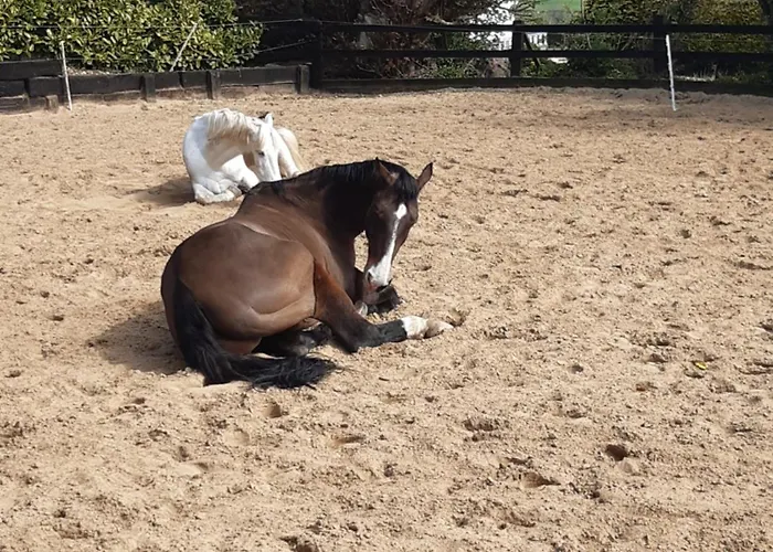 Traditional Old Style *